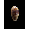 capensis 32,0mm DARK
