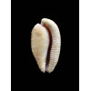 capensis 32,0mm DARK