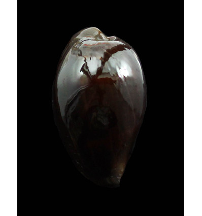 adusta 43,0mm BLACK