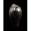 adusta 43,0mm BLACK