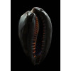 adusta 43,0mm BLACK