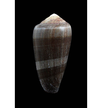 pennaceus elisae 54,0mm