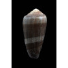 pennaceus elisae 54,0mm