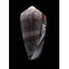 pennaceus elisae 54,0mm