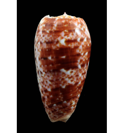 bullatus minamiae 59,1mm
