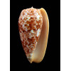 bullatus minamiae 59,1mm