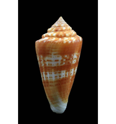xanthocinctus 48,6mm
