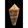 xanthocinctus 48,6mm
