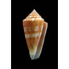 xanthocinctus 48,6mm