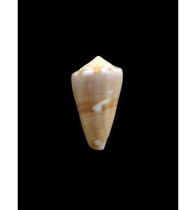 colombi 25,0mm RARE