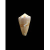 colombi 25,0mm RARE