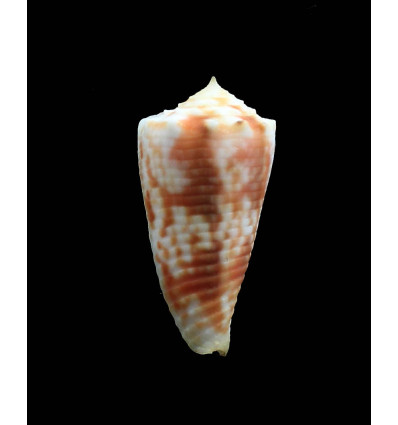 moluccensis maldivensis 39,0mm
