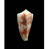 moluccensis maldivensis 39,0mm