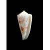 moluccensis maldivensis 39,0mm