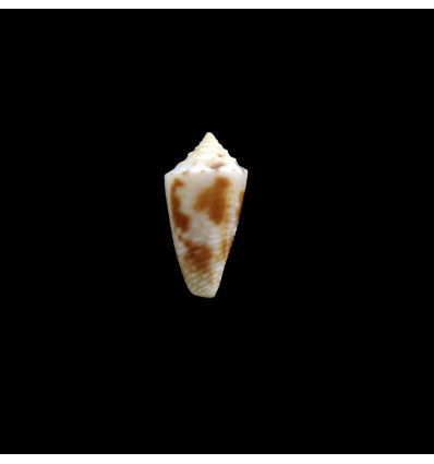 kasieae 13,0mm RARE