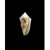 kasieae 13,0mm RARE