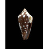 curassaviensis 37,5mm