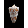 cedonulli dominicanus 41,6mm