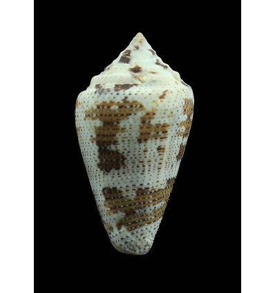 monicae 44,3mm SUPERB