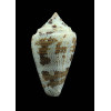 monicae 44,3mm SUPERB