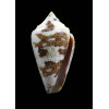 monicae 44,3mm SUPERB