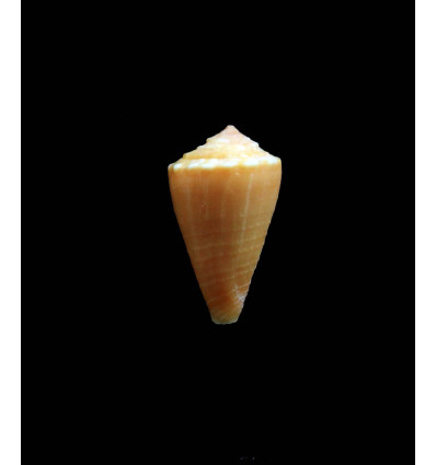 zylmanae 18,0mm