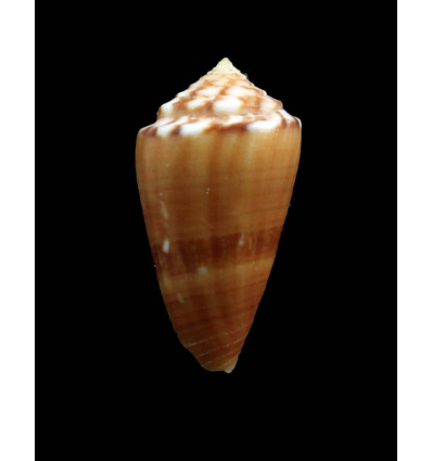 cardinalis 28,0mm