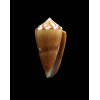 cardinalis 28,0mm