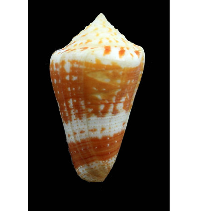 cedonulli insularis 57,5mm EXCEPTIONAL