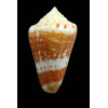 cedonulli insularis 57,5mm EXCEPTIONAL
