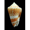 cedonulli insularis 57,5mm EXCEPTIONAL