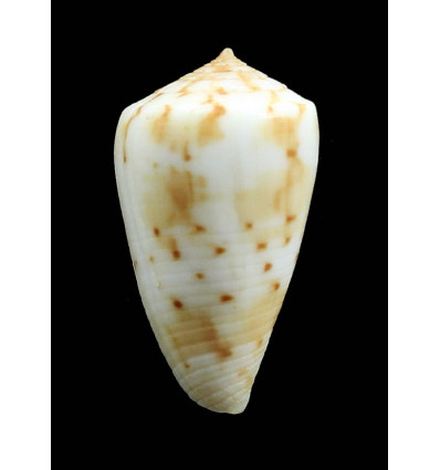 baeri 34,8mm