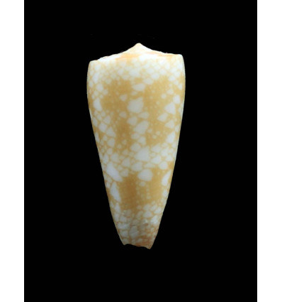 nobilis friedae 35,4mm RARE