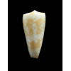 nobilis friedae 35,4mm RARE