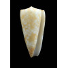 nobilis friedae 35,4mm RARE