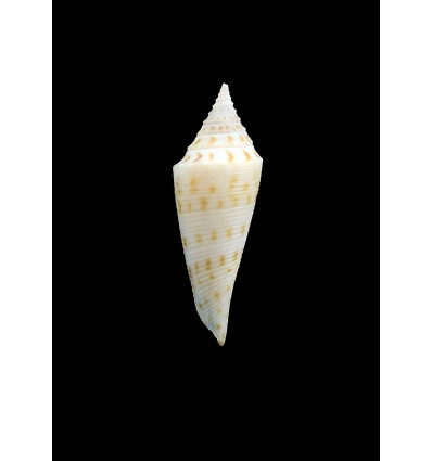 colettae 29,0mm RARE