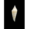 colettae 29,0mm RARE