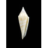 colettae 29,0mm RARE