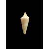 nybakkeni 22,0mm RARITY