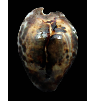 teulerei 56,5mm SPLENDID
