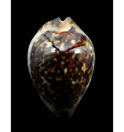 jeaniana 60,3mm SUPERB