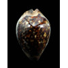 jeaniana 60,3mm SUPERB