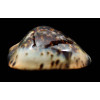 jeaniana 60,3mm SUPERB