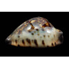 jeaniana 60,3mm SUPERB