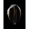 jeaniana 60,3mm SUPERB