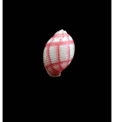 nobilis 11,0mm