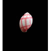 nobilis 11,0mm