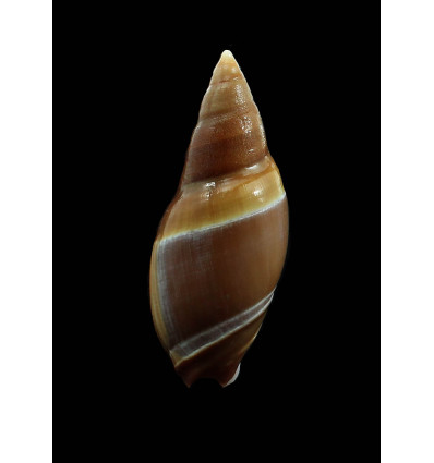 hilgendorfi 67,0mm DARK