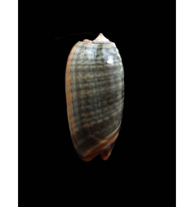 rubrolabiata 44,0mm