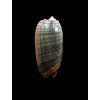 rubrolabiata 44,0mm